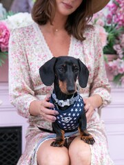Blue Hugo & Hudson Blue Navy Star Dog Collar - Image 2 of 3