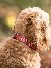 Red Hugo & Hudson Red Star Dog Collar - Image 3 of 4
