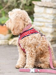 Red Hugo & Hudson Red Star Dog Collar - Image 4 of 4