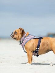 Blue Hugo & Hudson Blue Navy and Red Checked Dog Collar - Image 1 of 4