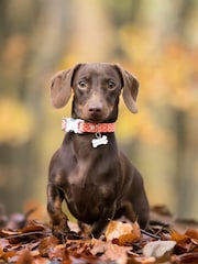 Orange Hugo & Hudson Orange Orange Geometric Dog Collar - Image 4 of 4