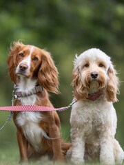Brown Hugo & Hudson Brown Multicoloured Stripe Dog Colla - Image 1 of 4