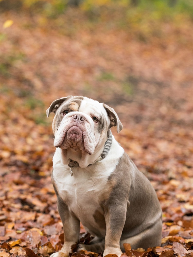 Grey Hugo & Hudson Grey Herringbone Dog Collar - Image 1 of 4