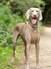 Brown Hugo & Hudson Brown Checked Herringbone Dog Collar - Image 2 of 4