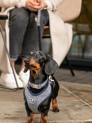 Blue Hugo & Hudson Blue Herringbone Dog Harness - Image 1 of 4
