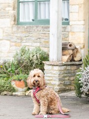 Red Hugo & Hudson Red Star Dog Lead - Image 1 of 4