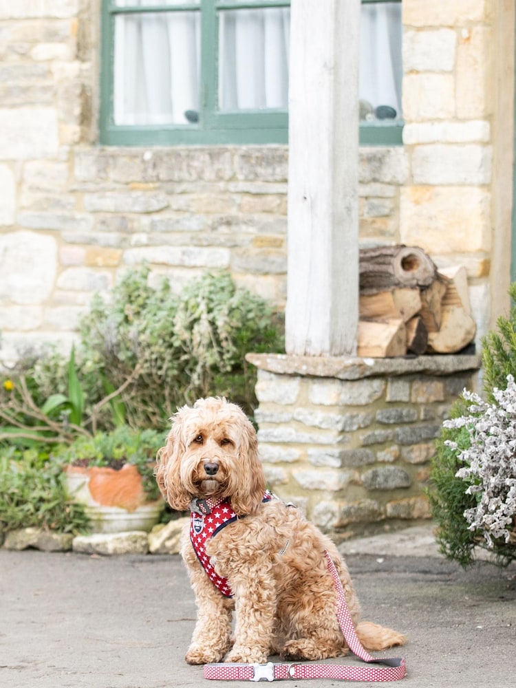 Red Hugo & Hudson Red Star Dog Lead - Image 1 of 4