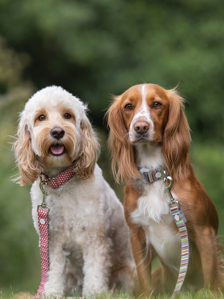 Brown Hugo & Hudson Brown Multicoloured Dog Lead - Image 1 of 4