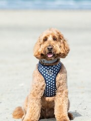Blue Hugo & Hudson Blue Star Dog Harness - Image 1 of 4