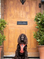 Orange Hugo & Hudson Orange Geometric Dog Harness - Image 1 of 4