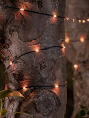 SolarCentre Set of 50 Black Snowdrop Solar USB LED Lights - Image 1 of 1