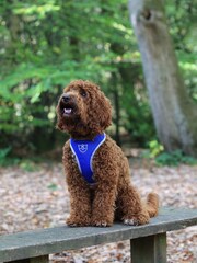Hugo & Hudson Blue Hugo & Hudson Royal Blue Mesh Dog Harness - Image 1 of 4