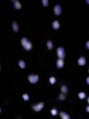 Premier Decorations Ltd Christmas Snowfall Projector - Image 2 of 2