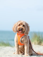 Hugo & Hudson Orange Hugo & Hudson Orange Mesh Dog Harness - Image 1 of 4