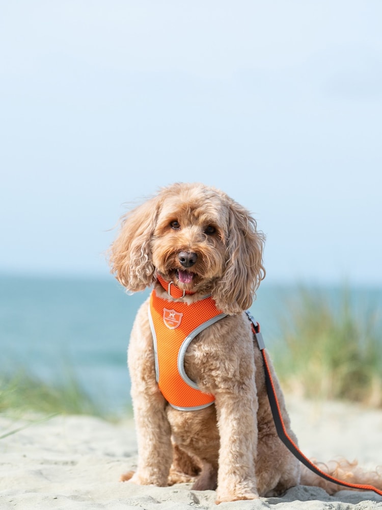 Hugo & Hudson Orange Hugo & Hudson Orange Mesh Dog Harness - Image 1 of 4
