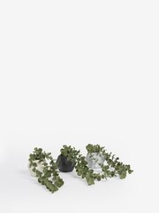 Set of 3 Mini Artificial Trailing Plants in Concrete Effect Pots - Slika 4 iz 5
