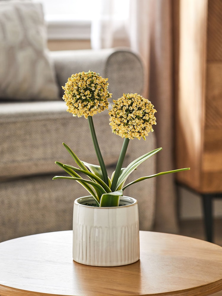 Yellow Artificial Allium Plant - Image 1 of 3