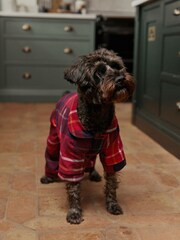 Red Check Matching Family Pet Christmas Cotton Pyjamas - Image 1 of 8