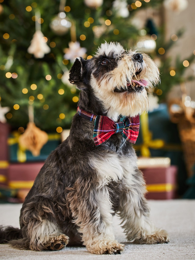 JoJo Maman Bébé Red Tartan Dog Bow Tie - Image 2 of 5