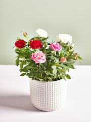 Multi Rose Real Plant in Ceramic Pot - Image 1 of 3