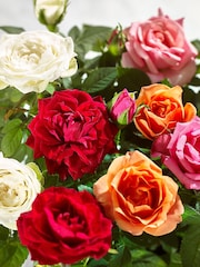 Multi Rose Real Plant in Ceramic Pot - Image 2 of 3