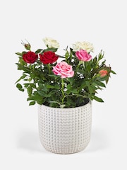 Multi Rose Real Plant in Ceramic Pot - Image 3 of 3