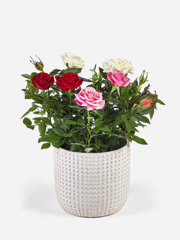 Multi Rose Real Plant in Ceramic Pot - Image 3 of 3