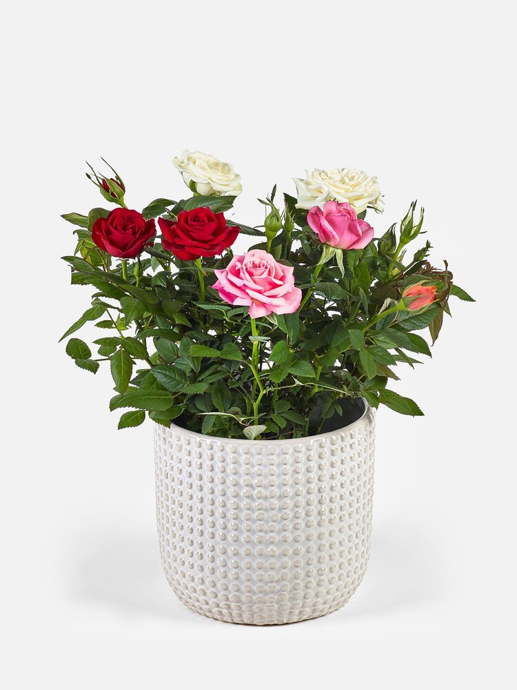 Multi Rose Real Plant in Ceramic Pot - Image 3 of 3 Multi Rose Real Plant in Ceramic Pot - Image 3 of 3