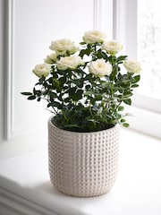 White Rose Real Plant in Ceramic Pot - Image 1 of 3