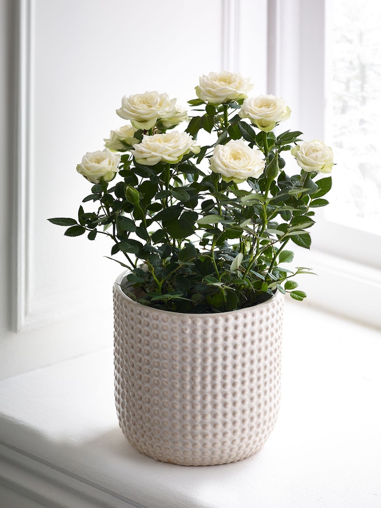 White Rose Real Plant in Ceramic Pot - Image 1 of 3
