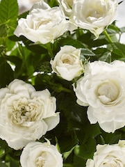 White Rose Real Plant in Ceramic Pot - Image 2 of 3