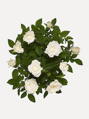 White Rose Real Plant in Ceramic Pot - Image 3 of 3
