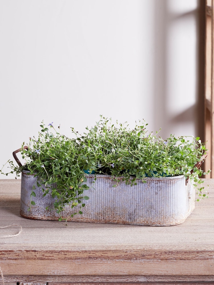 Nkuku Aged Zinc Japos Outdoor Planter Tray - Image 1 of 3 Nkuku Aged Zinc Japos Outdoor Planter Tray - Image 1 of 3
