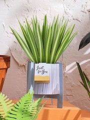 Hallmark Green Little Hello Card 3D Pop Up Spider Plant - Image 1 of 4