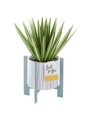 Hallmark Green Little Hello Card 3D Pop Up Spider Plant - Image 3 of 4