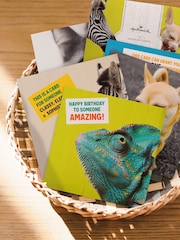 Hallmark Yellow 10 Pack Birthday Cards In 5 Funny Animal Designs - Image 1 of 4