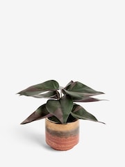 Green Artificial Variegated Plant In Reactive Glaze Pot - Image 3 of 4
