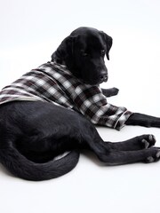 Gap Black & White Check Pet Pyjamas - Image 3 of 4