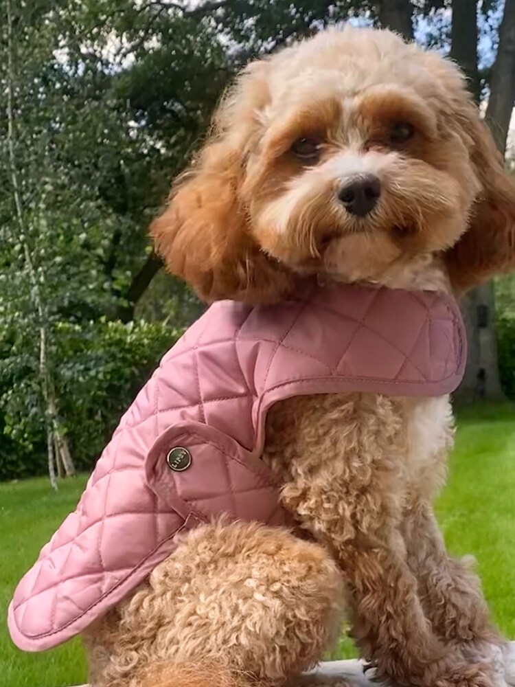 Lipsy Pink Quilted Check Pet Jacket - Image 1 of 2