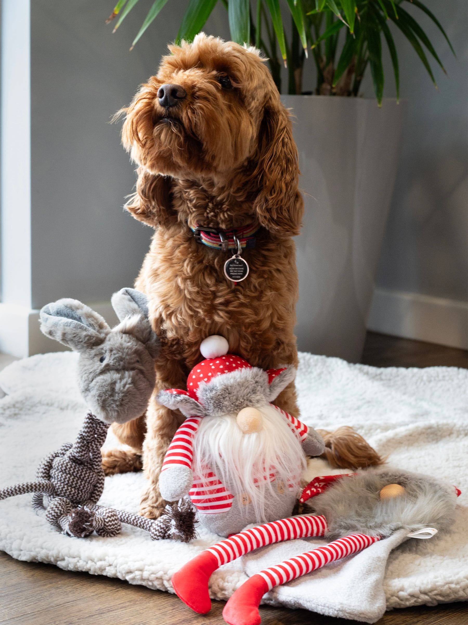 Rosewood dog toys new arrivals