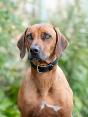 Hugo & Hudson Black Padded Leather Dog Collar - Image 2 of 6