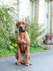 Hugo & Hudson Black Padded Leather Dog Collar - Image 3 of 6