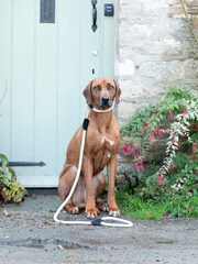 Hugo & Hudson Black Rope and Suede Leather Dog Lead - Image 2 of 6