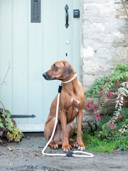 Hugo & Hudson Black Rope and Suede Leather Dog Lead - Image 3 of 6