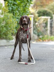 Hugo & Hudson Burgundy Red Rope and Suede Leather Dog Collar - Image 2 of 6
