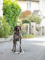 Hugo & Hudson Red Rope and Suede Leather Dog Lead - Image 2 of 6