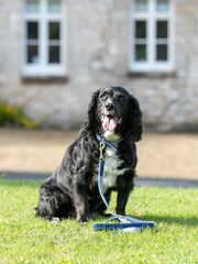 Hugo & Hudson Blue Fabric and Suede Leather Dog Collar - Image 1 of 4