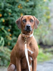 Hugo & Hudson Tan Brown Flat Rope and Leather Dog Collar - Image 3 of 4