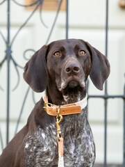 Hugo & Hudson Tan Brown Flat Rope and Leather Dog Collar - Image 4 of 4