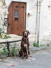 Hugo & Hudson Brown Rope and Suede Leather Dog Lead - Image 1 of 6